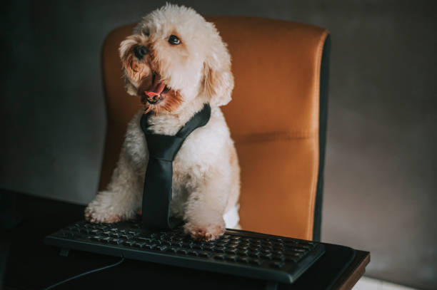 istock a toy poodle working in front of desktop PC and computer keyboard from home 1217310312