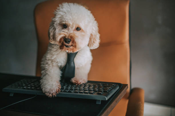 istock a toy poodle working in front of desktop PC and computer keyboard from home 1217310323