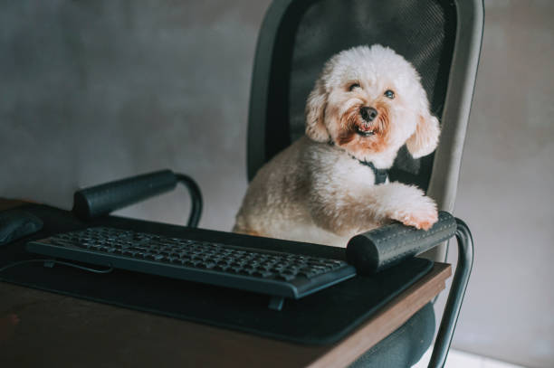 istock a toy poodle working in front of desktop PC and computer keyboard from home 1217310331