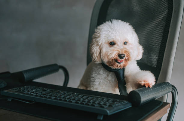 istock a toy poodle working in front of desktop PC and computer keyboard from home 1217310337