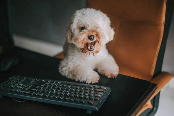 istock a toy poodle working in front of desktop PC and computer keyboard from home winking 1217310338