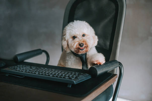 istock a toy poodle working in front of desktop PC and computer keyboard from home 1217310342