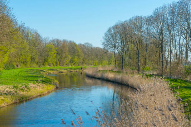 istock Canal with reed below a blue sky in sunlight in spring 1217313713