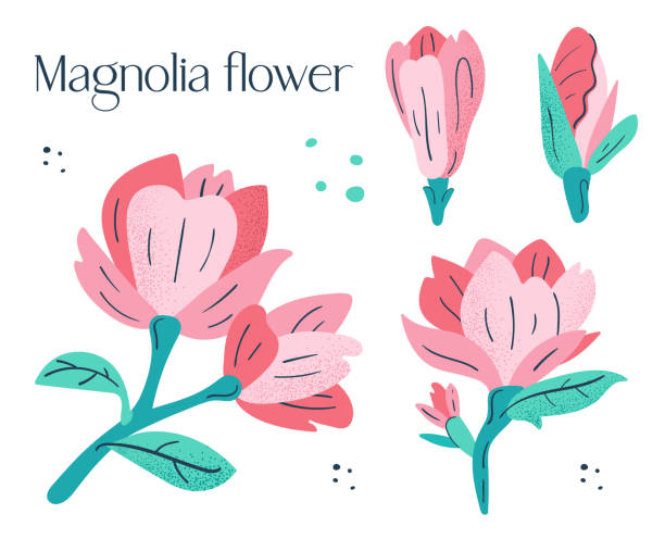 小さなピンクのマグノリアの花セット - magnolia pink flower isolated点のイラスト素材／クリップアート素材／マンガ素�材／アイコン素材