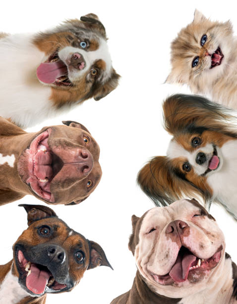 smiling pet - dog mixed breed dog group of animals small imagens e fotografias de stock