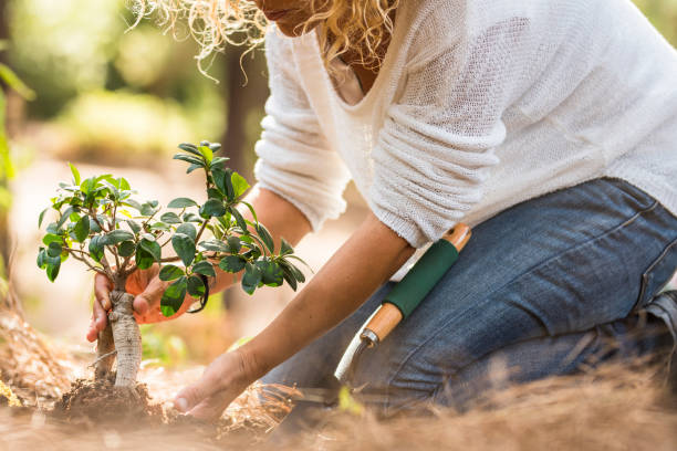 la dame adulte plante un nouvel arbre sur le sol dans la forêt - pas de déforestation et sauver le concept de planète - l’environnement et le travail de jardinage pour les personnes qui aiment la nature et le monde - lone tree photos et images de collection