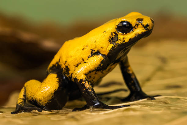 istock Golden poison frog 1217320782