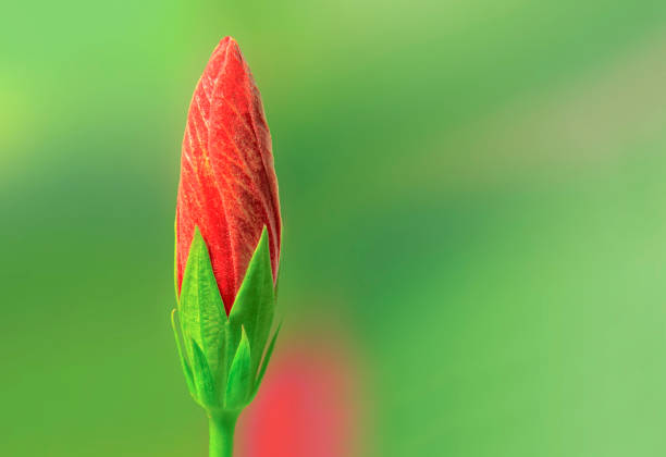 Red Hibiscus stock photo