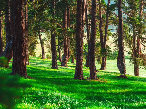 Forest landscape and morning fog in spring.