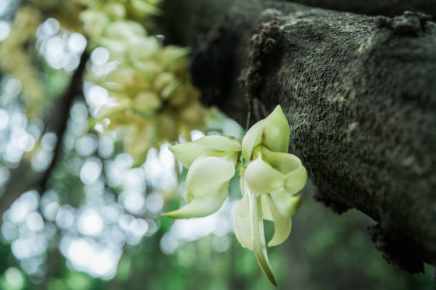 istock Wild flower(Mucuna birdwoodiana) blooming in forest 1217324595
