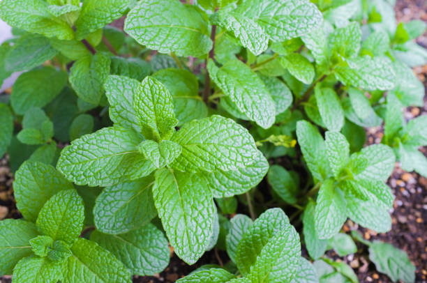 Fresh Spearmint leaves close up Fresh Spearmint leaves close up spearmint stock pictures, royalty-free photos & images