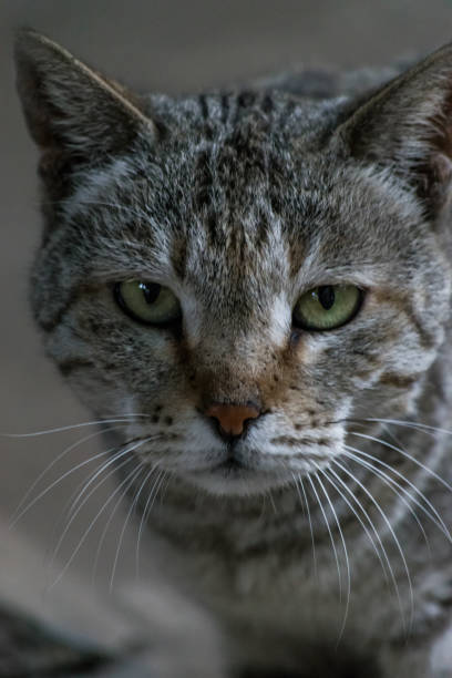 istock Indian male cat 1217324881