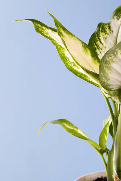 istock Dieffenbachia or dumbcane on blue background 1217325978