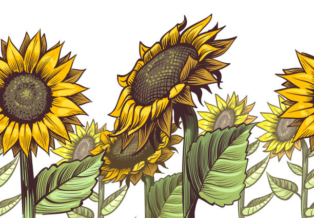 Sunflowers seamless border. Yellow wildflower sun shaped and leaves, floral cute print repeating sunflower decor textile vector texture Sunflowers seamless border. Yellow wildflower sun shaped and leaves, floral cute print repeating sunflower decor textile or wallpaper vector texture helianthus stock illustrations