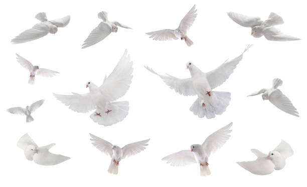 istock collage free flying white dove isolated on a white 1217327547