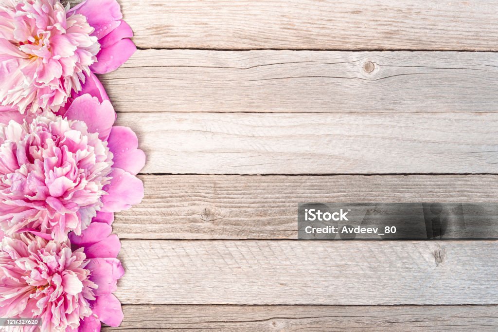 Flores De Peonía Sobre Mesa De Madera Pétalos Rosados Para Fondo Foto de  stock y más banco de imágenes de Flor - iStock