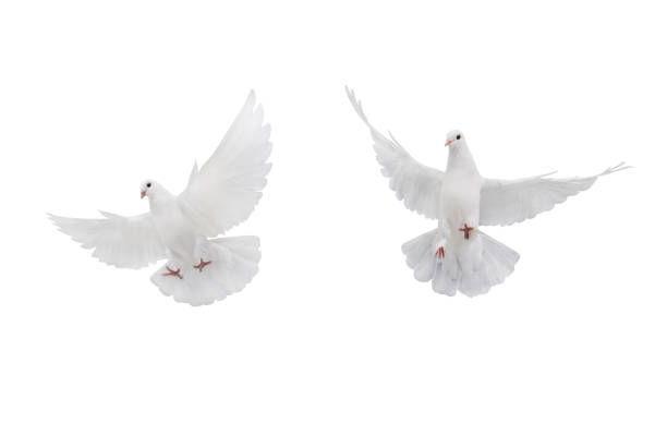 istock two free flying white dove isolated on a white 1217327626
