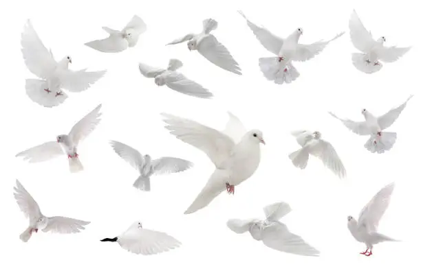 Photo of collage free flying white dove isolated on a white