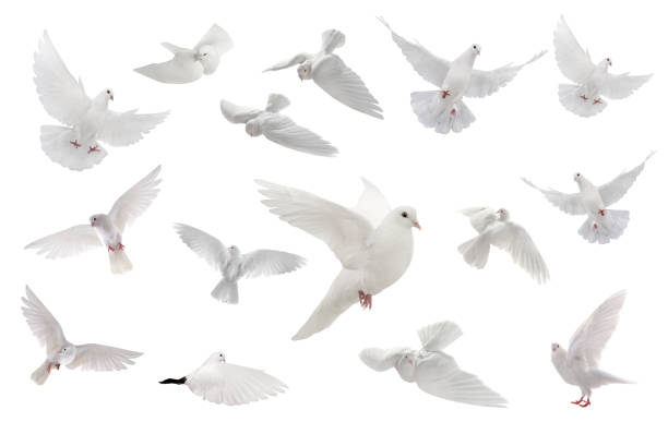 collage free flying white dove isolated on a white - common wood pigeon imagens e fotografias de stock