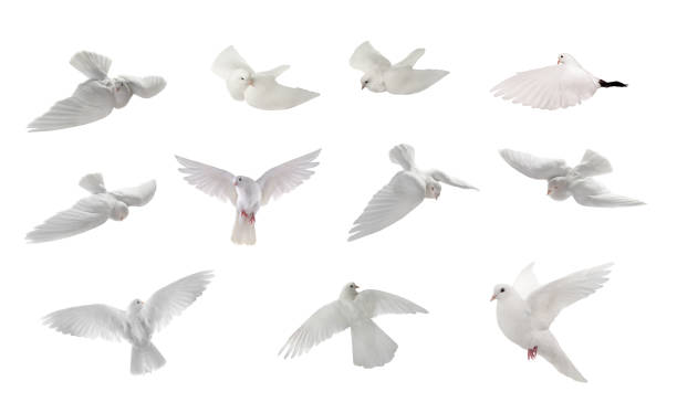 istock collage free flying white dove isolated on a white 1217327647