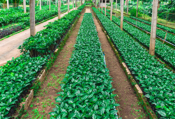 istock arabica coffee tree in coffee nursery plantation. 1217327819