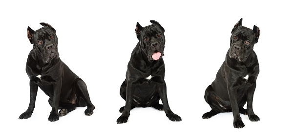 Collage set of three Cane Corso dog looking carefully at the camera, isolated on white background