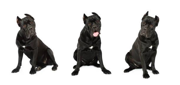 Collage set of three Cane Corso dog looking at the camera stock photo