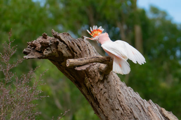 istock Major Mitchell's cockatoo 1217331193