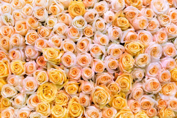 istock Pink and yellow rose flowers close-up. 1217331719