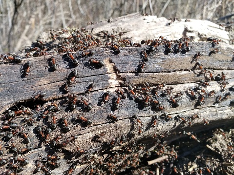 Big forest ants on a branch of tree active in spring sun close up