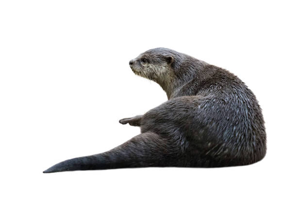 istock Image of a otter(Lutrinae) isolated on white background. Wild Animals. 1217331971