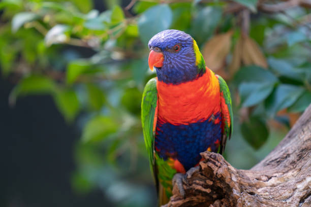 Rainbow lorikeet on branch Highly colorful rainbow lorikeet on branch. rainbow lorikeet photos stock pictures, royalty-free photos & images
