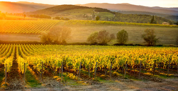 colores otoñales de los viñedos de chianti entre siena y florencia. italia - sun sunlight italy florence italy fotografías e imágenes de stock