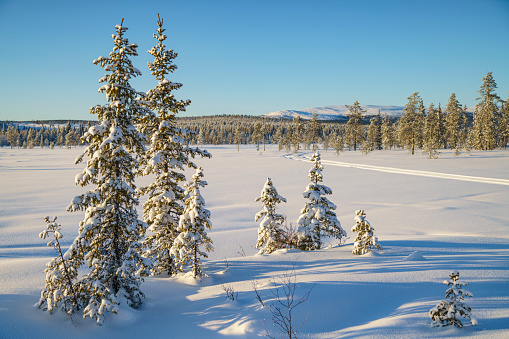 Winter landscape with clear blue sky and sunshine, snow on the trees, Gällivare county, Swedish Lapland, Sweden