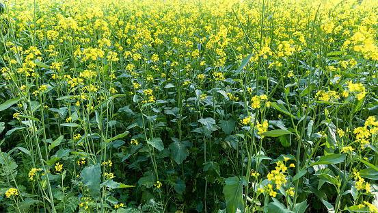 Summer blooming meadow. Green thickets of rapeseed with small delicate yellow flowers.