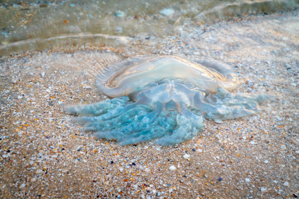 istock Jellyfish on St Kilda Beach back-lit by setting sun 1217333480