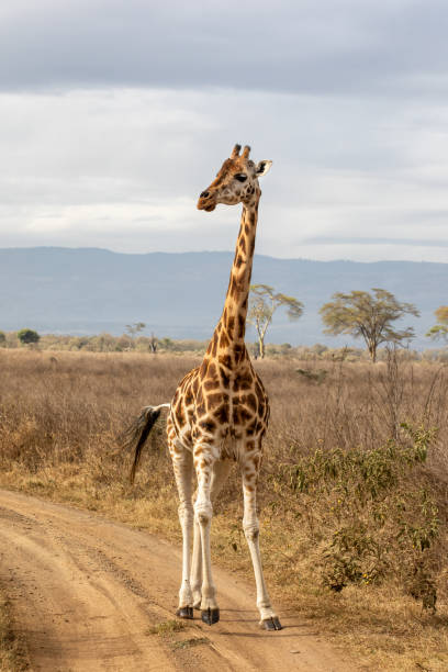 istock Rothschild giraffe running in Lake Nakuru 1217333593