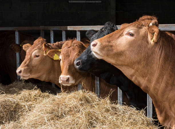 istock four cows in a cow shed 1217334290