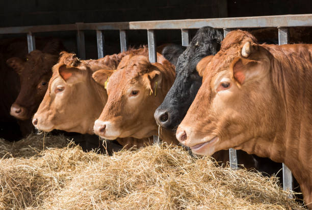 istock four cows in a cow shed 1217334297