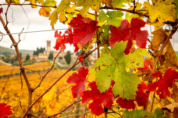 シエナとフィレンツェの間のキャンティのブドウ畑の秋の色とバディア・ア・ピカニャーノを背景に。イタリア - tuscany florence italy chianti region italy ストックフォトと画像