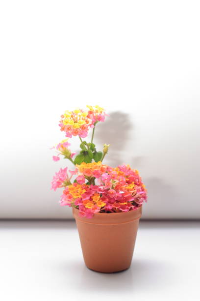 The plant Lantana camara family Verbenaceae in a pot