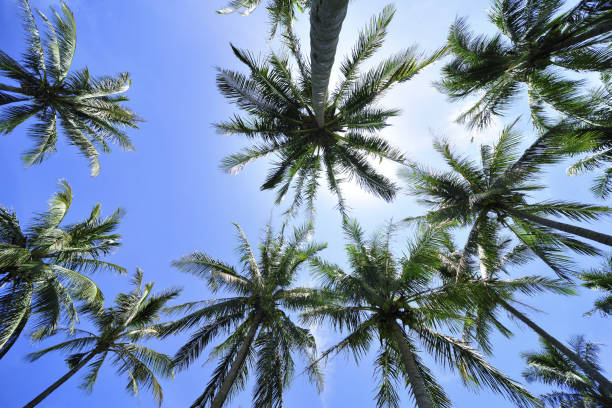 istock Low angle shot of Palm tree 1217334926