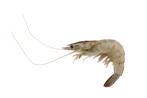 Fresh Vannamei shrimp, whiteleg shrimp, Pacific white shrimp or king prawn isolated on white. Close-up.