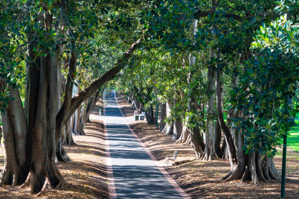 istock Straight path leading ahead between rows of Moreton Bay fig trees. 1217336775