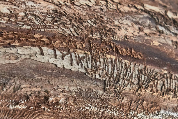 istock texture of tree bark decorated with patterns left over from the bark beetles 1217336789