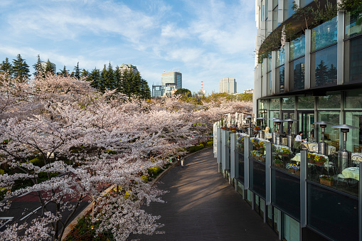 Tokyo Midtown Cherry Blossom during sunset at Mori Garden with restaurant overlooking the scenic street