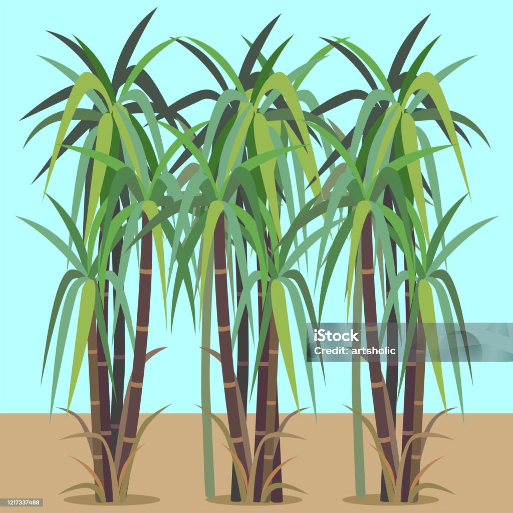 Sugar Cane Stock Illustration - Download Image Now - Sugar Cane,  Agricultural Field, Sugar - Food - iStock