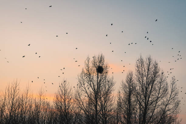 istock Birds returning to their nests in the setting sun 1217338169