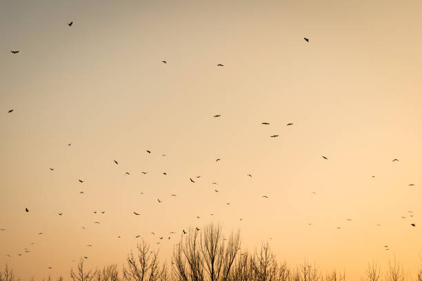 istock Birds returning to their nests in the setting sun 1217338176