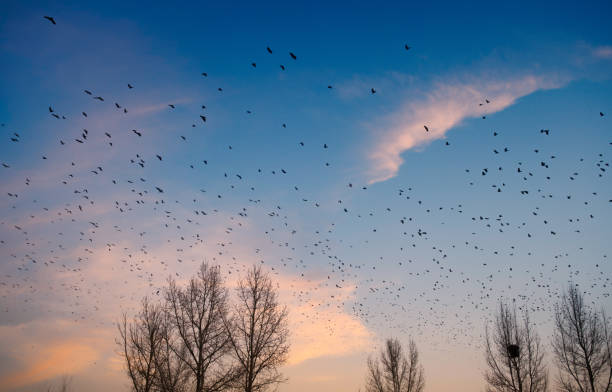 istock Crows gathering at dusk in bare winter twilight trees 1217338239